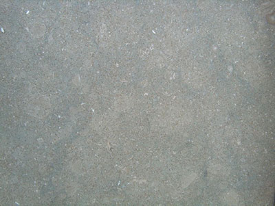 Seagrass Limestone